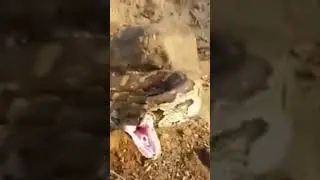 Relocating a southern African rock python (Python natalensis) from a pineapple farm.