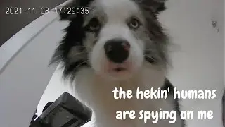 I left my Border Aussie Home Alone: THIS Is What He Did!