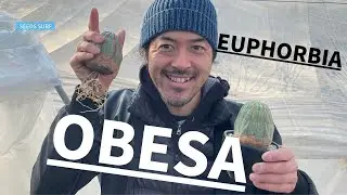独特な植物：ユーホルビア・オベサの魅力【サボテン？多肉？その正体や育て方をご紹介♪】