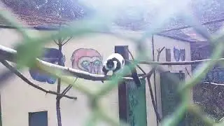 Зоопарк в Антананариво, Мадагаскар 🇲🇬❤🇺🇦  Tsimbazaza Zoo and Botanical Gardens