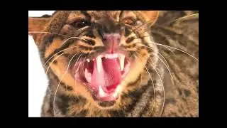 Cats (Hissing Part 1)