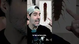 CORYDALUS, UM DOS MAIORES E MAIS ESTRANHOS INSETOS | Pidobiologia