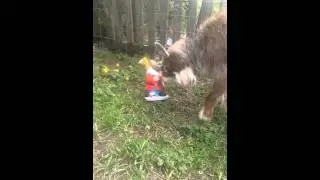 Pygmy goat fighting gnome.
