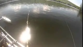 lake rescue rainbow trout