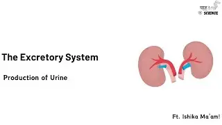 Urine formation in 30 mins | Excretory System | Icse Class 10