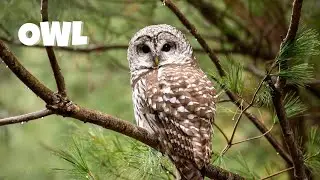 🦉Удивительные факты о совах для детей | Забавные и интересные факты о совах