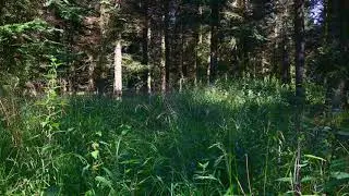 JULY Natural Zen - Nettles in pine forest