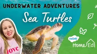 Underwater Adventures - Sea Turtles