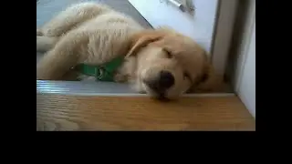 8 hours nature gust wind frequency timer alarm/insomnia relief chill/deep sleep relax