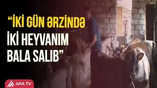 Sabirabadda peyvənddən sonra heyvanlar bala saldı – APA TV