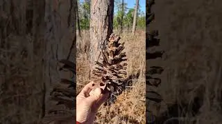 Longleaf Pine Cone