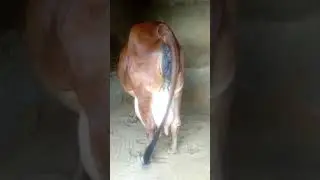 BEST SHIWAL COW,5 days left for second lectation,19+ milk capacity in first lectation