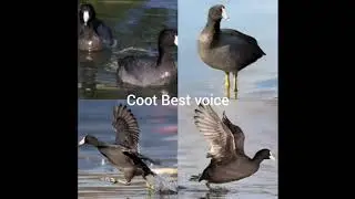 # coot short call sound