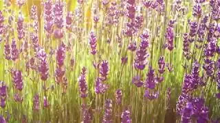 Lavendel, starker Bienenmagnet f&uuml;r sonnige, trockene Standorte