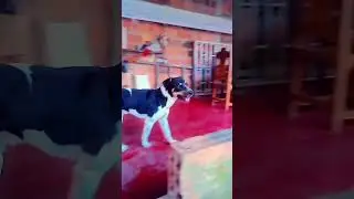 imag&iacute;nate que tengas estos perros pero contraataque qui&eacute;n crees que ganar&iacute;a comenta