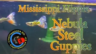 Nebula Steel Guppies