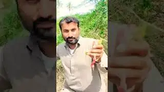 Jungle jalebi in Pakistan Karachi #shorts_ #junglejalebi #viral #karachi
