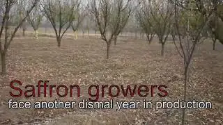 National Saffron Mission