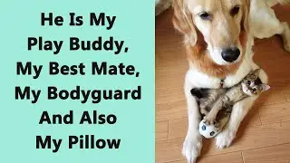 45 Heartwarming Photos That Prove Cats and Dogs Can Be the Best of Friends