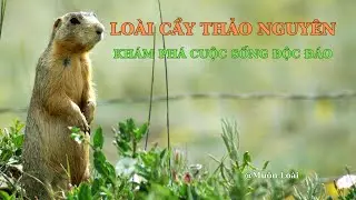 Nhật k&yacute; Mu&ocirc;n lo&agrave;i. Lo&agrave;i Cầy Thảo Nguy&ecirc;n Gunnison: Kh&aacute;m Ph&aacute; Cuộc Sống Của Một Lo&agrave;i Động Vật Độc Đ&aacute;o