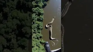 #moments #funny #python #nature #river