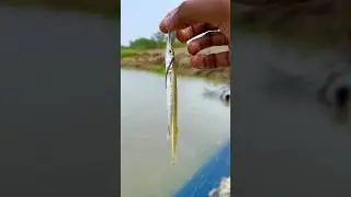padma se mila crocodile jeisa machli🐟😧(169) hindi fishing vlog || hindi village fishing video ||
