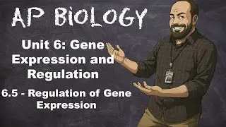AP Bio, Раздел 6 &ndash; Тема 6.5 &ndash; Регуляция экспрессии генов