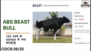 ABS Beast Imported genomic tested bull | Kitna doodh degi iski heifers ? Lets check