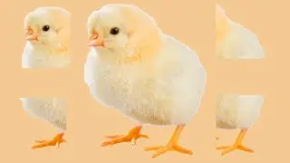 Montando Quebra-cabe&ccedil;a de Animais de Fazenda - Nome de Animais