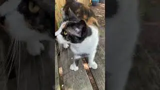 Hemingway cat