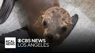 Sea lion surprises UCLA rowing team in Marina del Rey