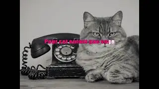 Karaoké Téléphone - Le chat