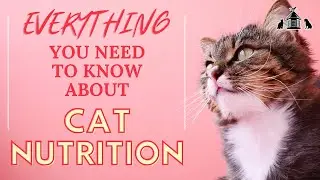 Cat Nutrition Tips and Tricks