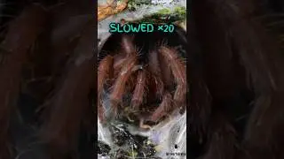 Tarantula Strike in Real Speed vs Slow Motion