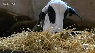 Los últimos reductos de la oveja Roya Bilbilitana | Ancha es Castilla-La Mancha