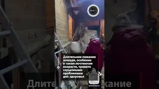 &laquo;Бабушка, давай!&raquo;: в Ленобласти пожарные поставили на ноги пожилую лошадь