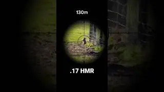 Long Range Shot With .17 HMR