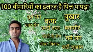 पित्त पापड़ा के फायदे और पहचान        pit papada ke fayde
