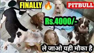 FINALLY 🔥 Rs. 4000/- only | Pitbull puppies in cheapest price