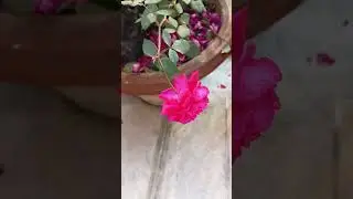 lots of desi bunching aromatic roses are blooming beautifully #viral #balconi garden