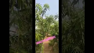 Mango varaties