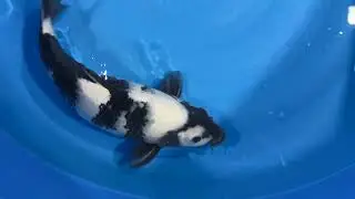 NND Nisai Shiro Utsuri, 37 cm, female