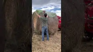 This is how to FEED CATTLE Round BALES of HAY