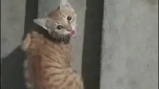 This cat always talks to me and asks me for food #cat #catlover #cutecat