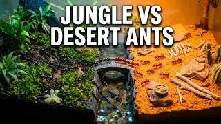2 Ant Colonies Meet After 100 Days (1,000 Jungle Ants vs 1,000 Desert Ants War)