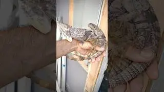 Ctenosaura Palearis - Guatemalan Spiny Tail Iguana Pair