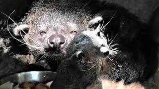 Дружная семья Бинтуронгов за ужином! A friendly family of Binturongs at dinner!