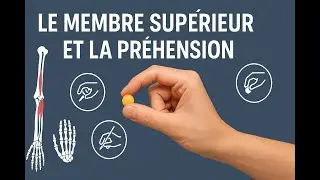 Le Membre Supérieur et la Préhension : Anatomie et Fonction