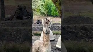 Stand by me🙌🏻🦙🐐 #80smusic #coversong