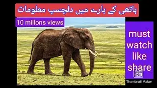 Information about Elephent(Intresting video)|samar mubarak